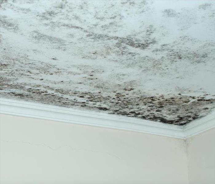 extensive mold patches on a ceiling